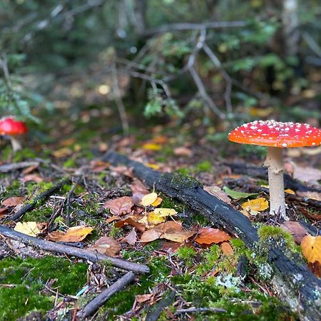 Morvan La Pastourelle Quarré-les-Tombes Eksteriør billede