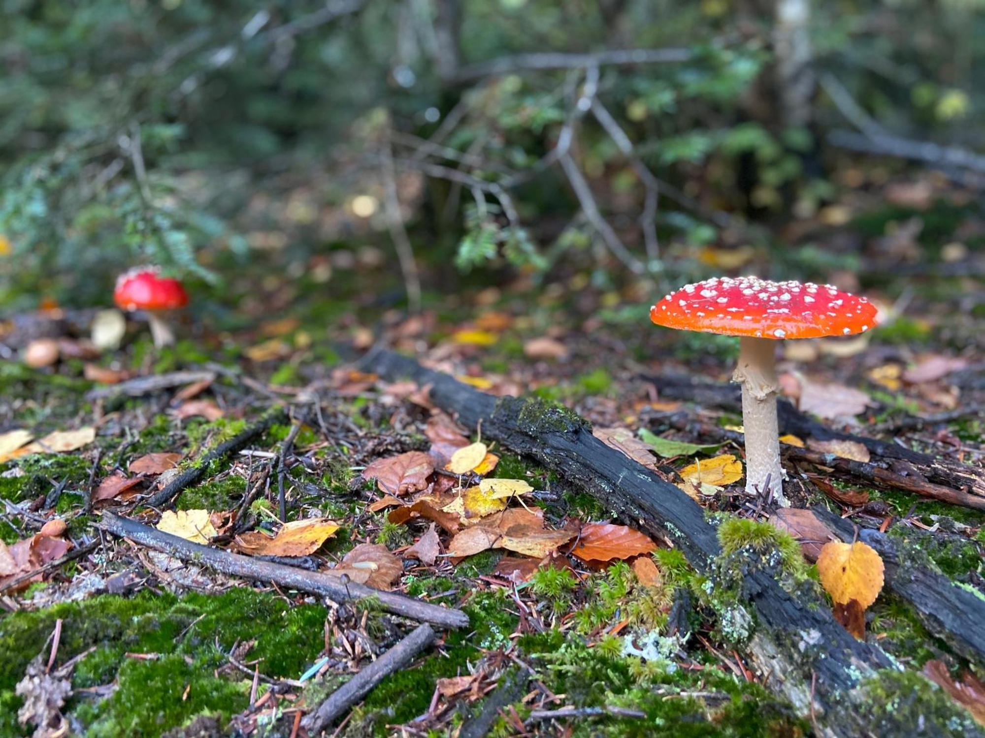 Morvan La Pastourelle Quarré-les-Tombes Eksteriør billede