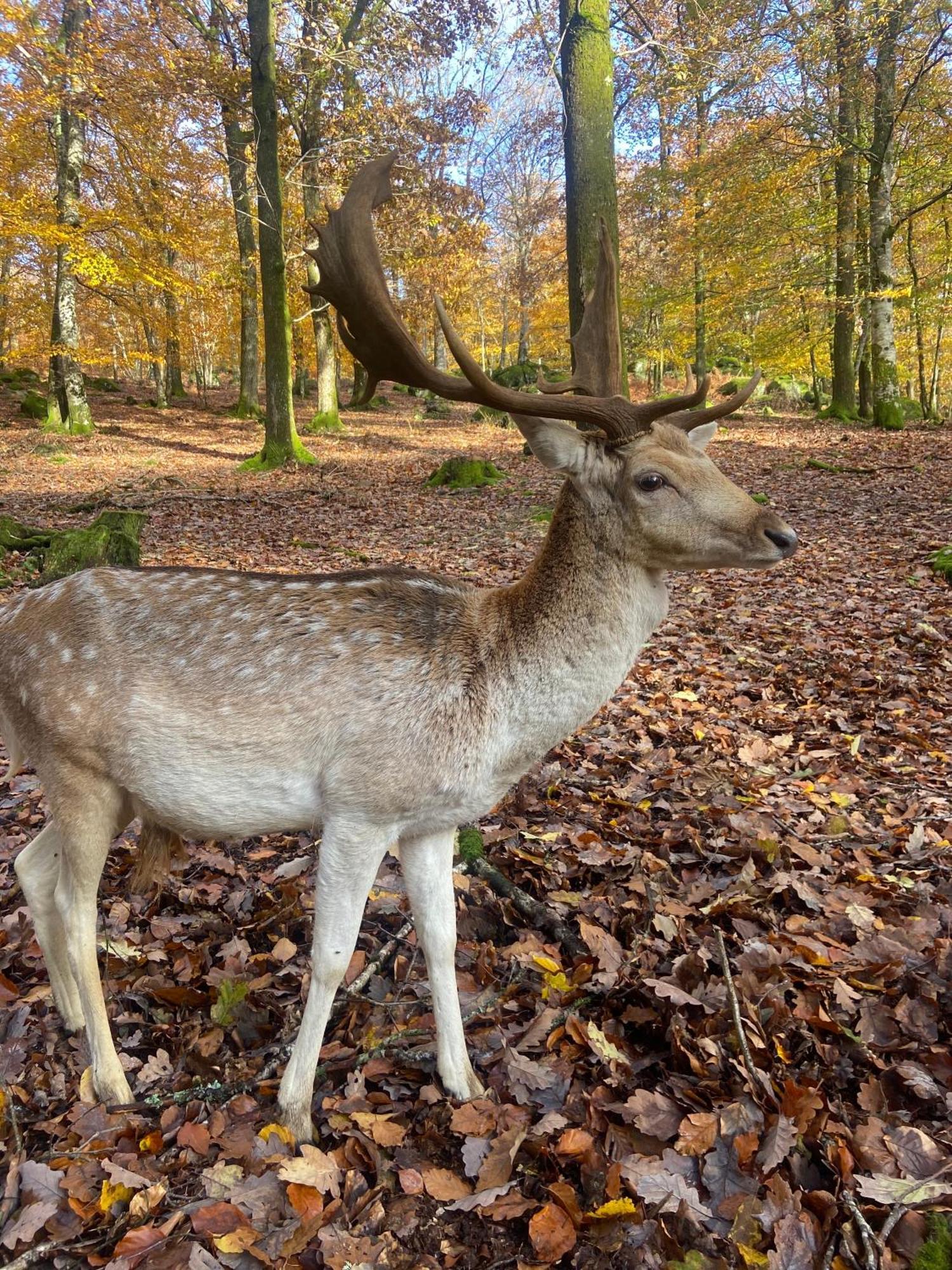 Morvan La Pastourelle Quarré-les-Tombes Eksteriør billede